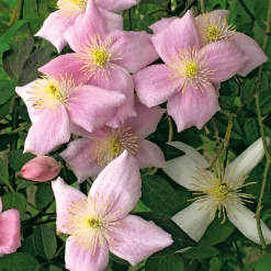 Martin Müller Baumschulen Anemonenwaldrebe 'Mayleen'