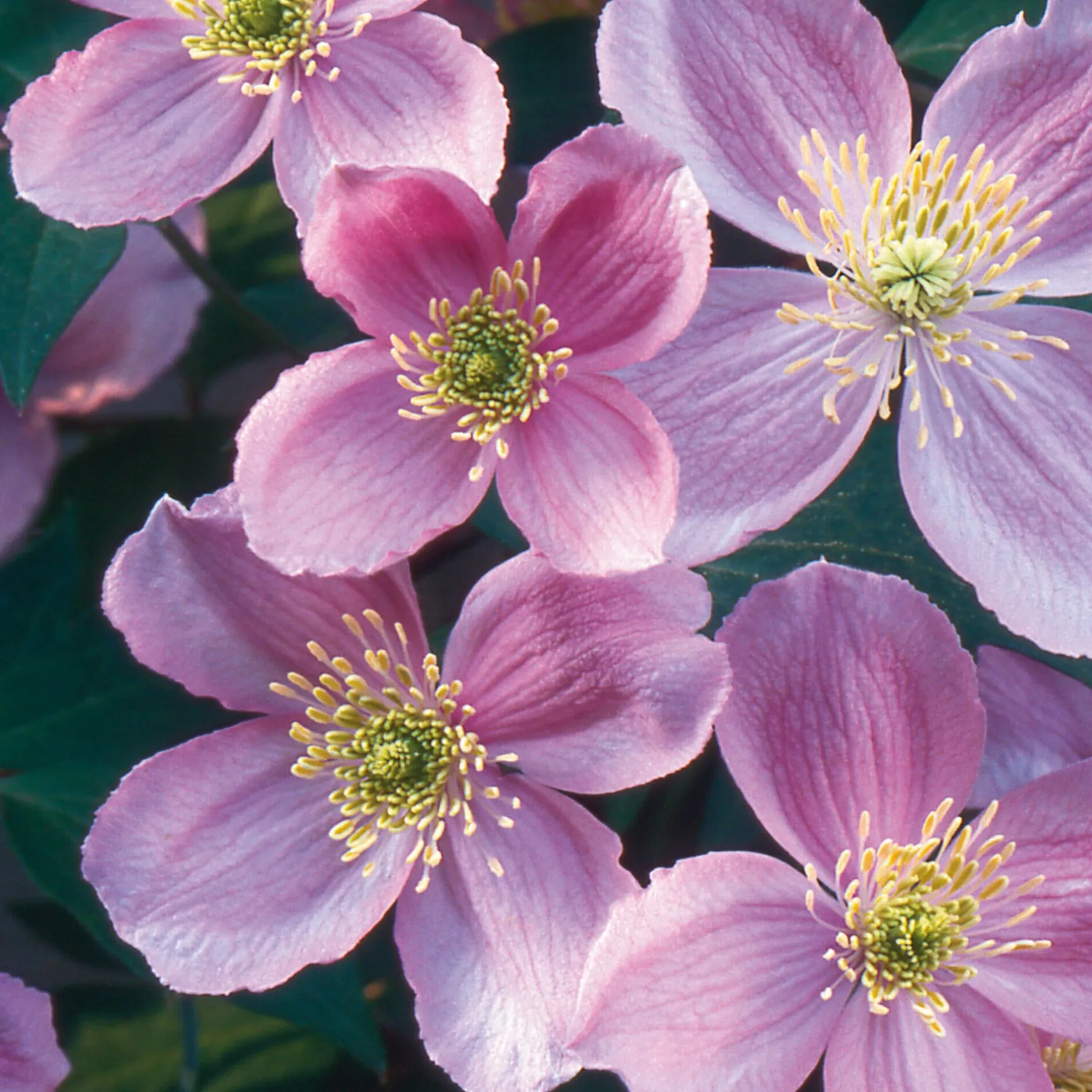 Martin Müller Baumschulen Anemonenwaldrebe 'Mayleen'