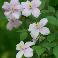 Martin Müller Baumschulen Anemonenwaldrebe 'Mayleen'