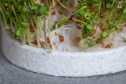 Denk Keramische Werkstätten Anzuchtschale für Microgreens Sale