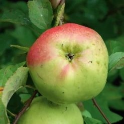 Manufactum Apfel für Allergiker Hot