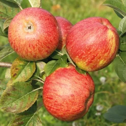 Manufactum Apfel für Allergiker Hot