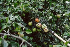 Burgon & Ball Apfelpflücker Drahtkorb New