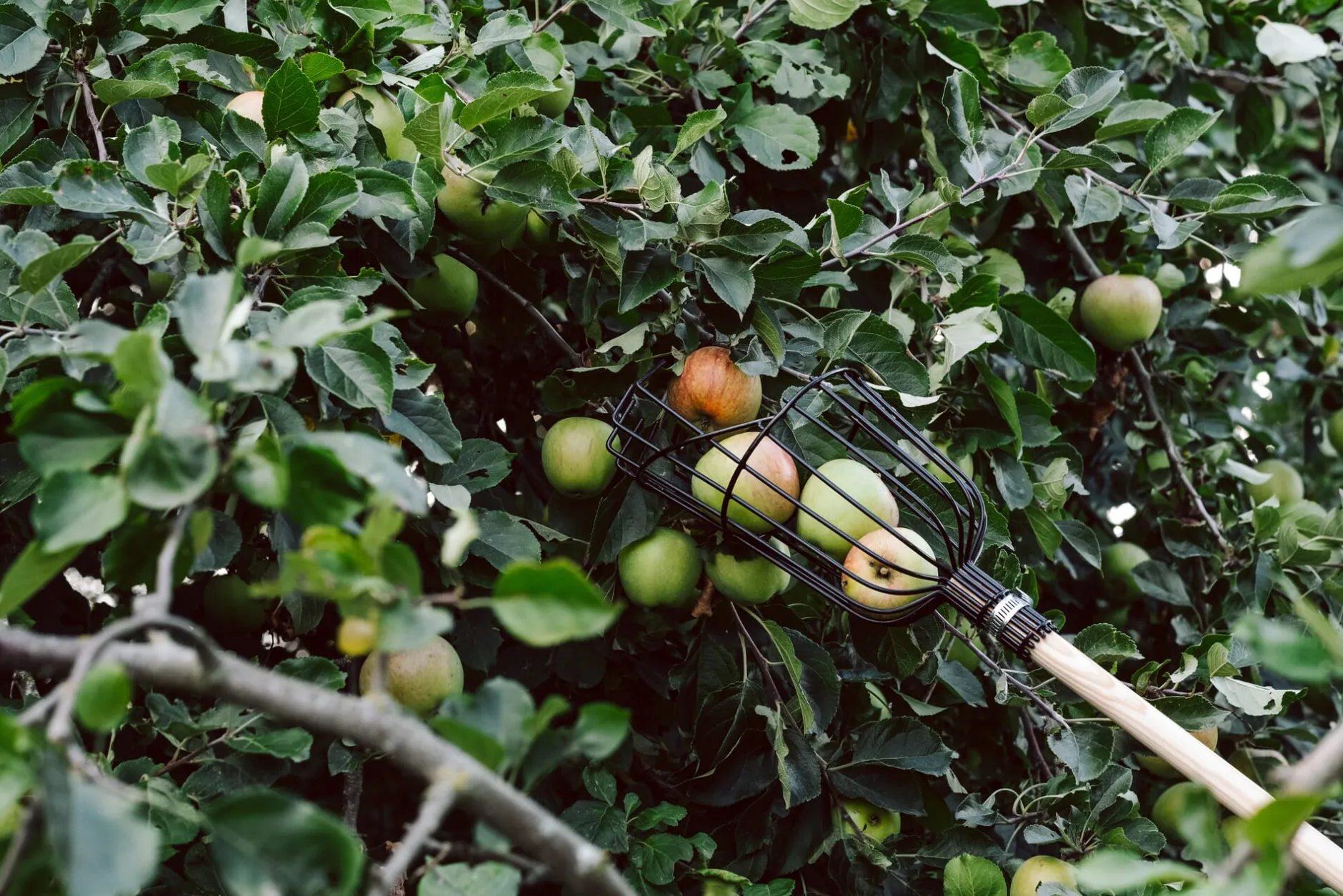 Burgon & Ball Apfelpflücker Drahtkorb New