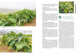 AT Verlag Ausgegraben - Süßkartoffel, Yacon & Co. Best