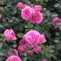 Rosenhof Schultheis Balkonrose 'Leonardo da Vinci' ® Clearance