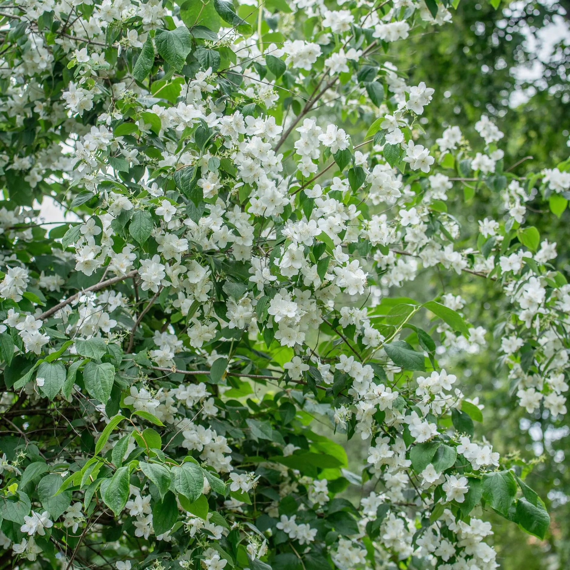 Martin Müller Baumschulen Bauernjasmin 'Schneesturm' New