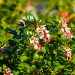 Martin Müller Baumschulen Beerenstrauch Cranberry ’Howes‘ Best