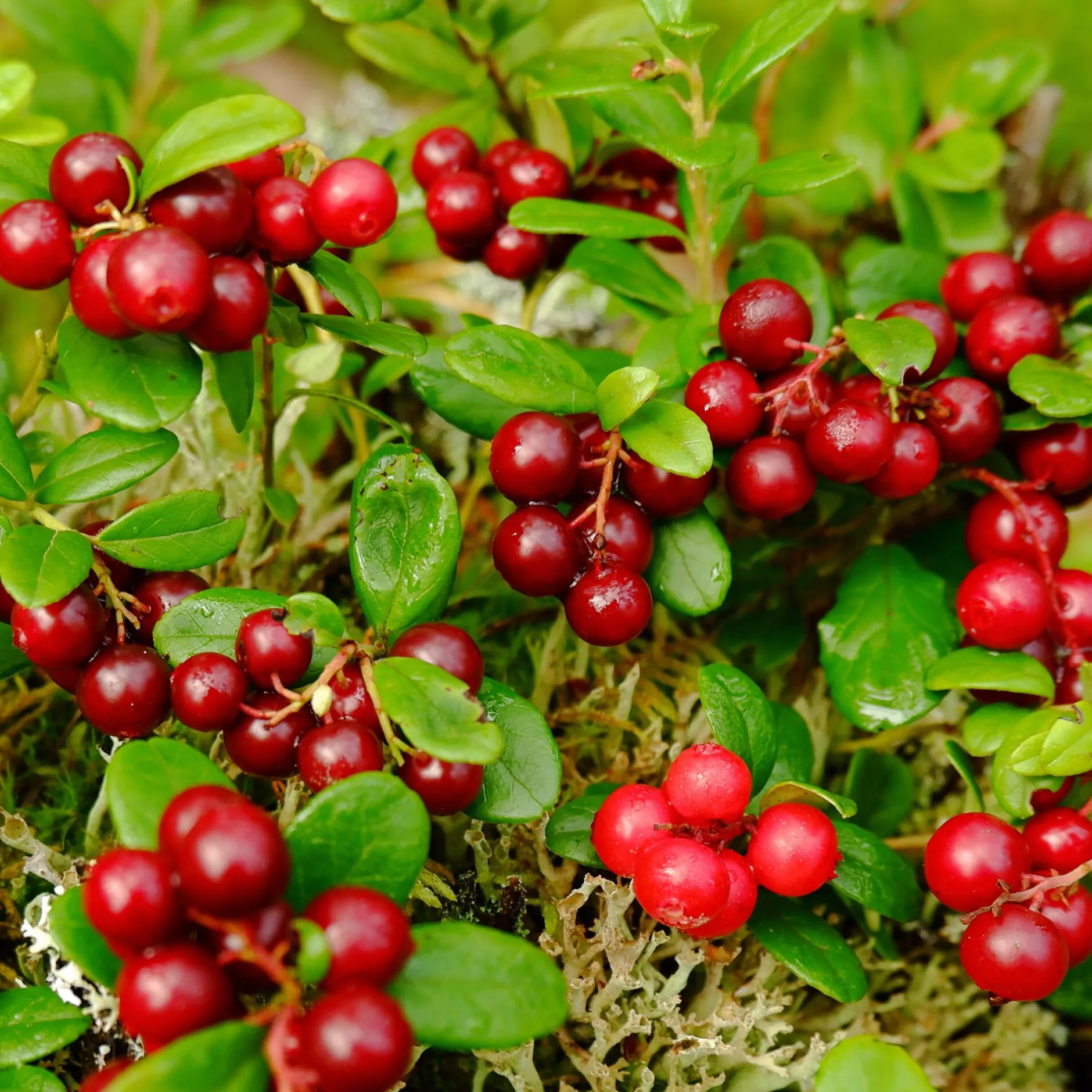 Martin Müller Baumschulen Beerenstrauch Cranberry ’Howes‘ Best