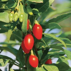 Martin Müller Baumschulen Beerenstrauch Gojibeere 'Sweet Lifeberry®'
