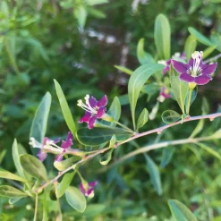 Martin Müller Baumschulen Beerenstrauch Gojibeere 'Sweet Lifeberry®'