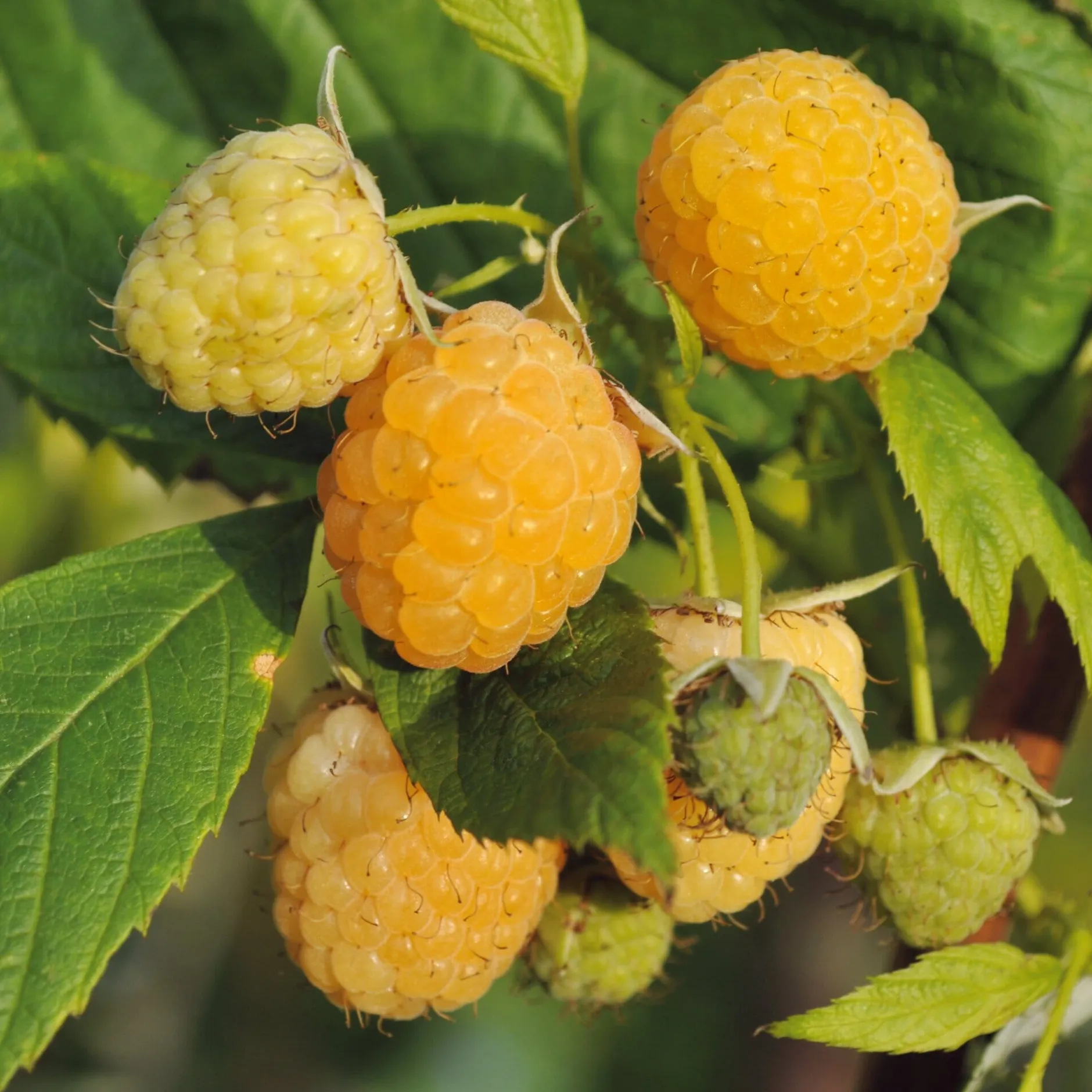 Martin Müller Baumschulen Beerenstrauch Himbeere 'Gelbe Antwerpener' Best