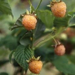 Martin Müller Baumschulen Beerenstrauch Himbeere 'Gelbe Antwerpener' Best