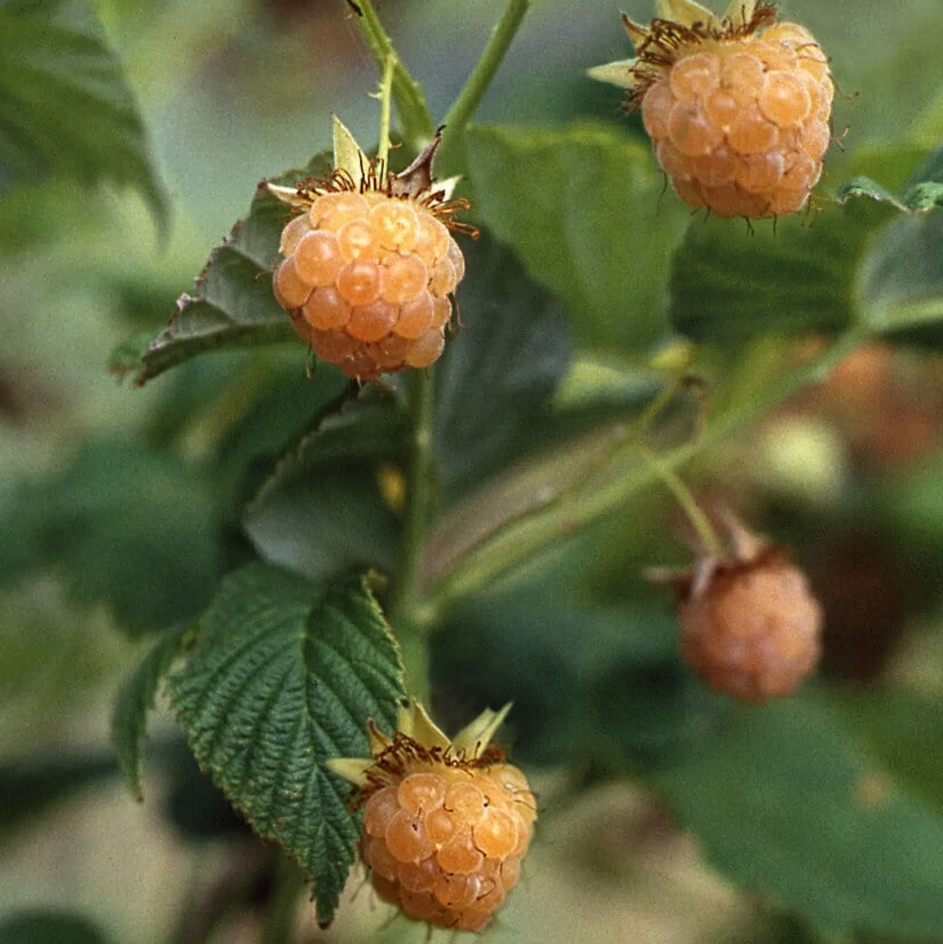 Martin Müller Baumschulen Beerenstrauch Himbeere 'Gelbe Antwerpener' Best
