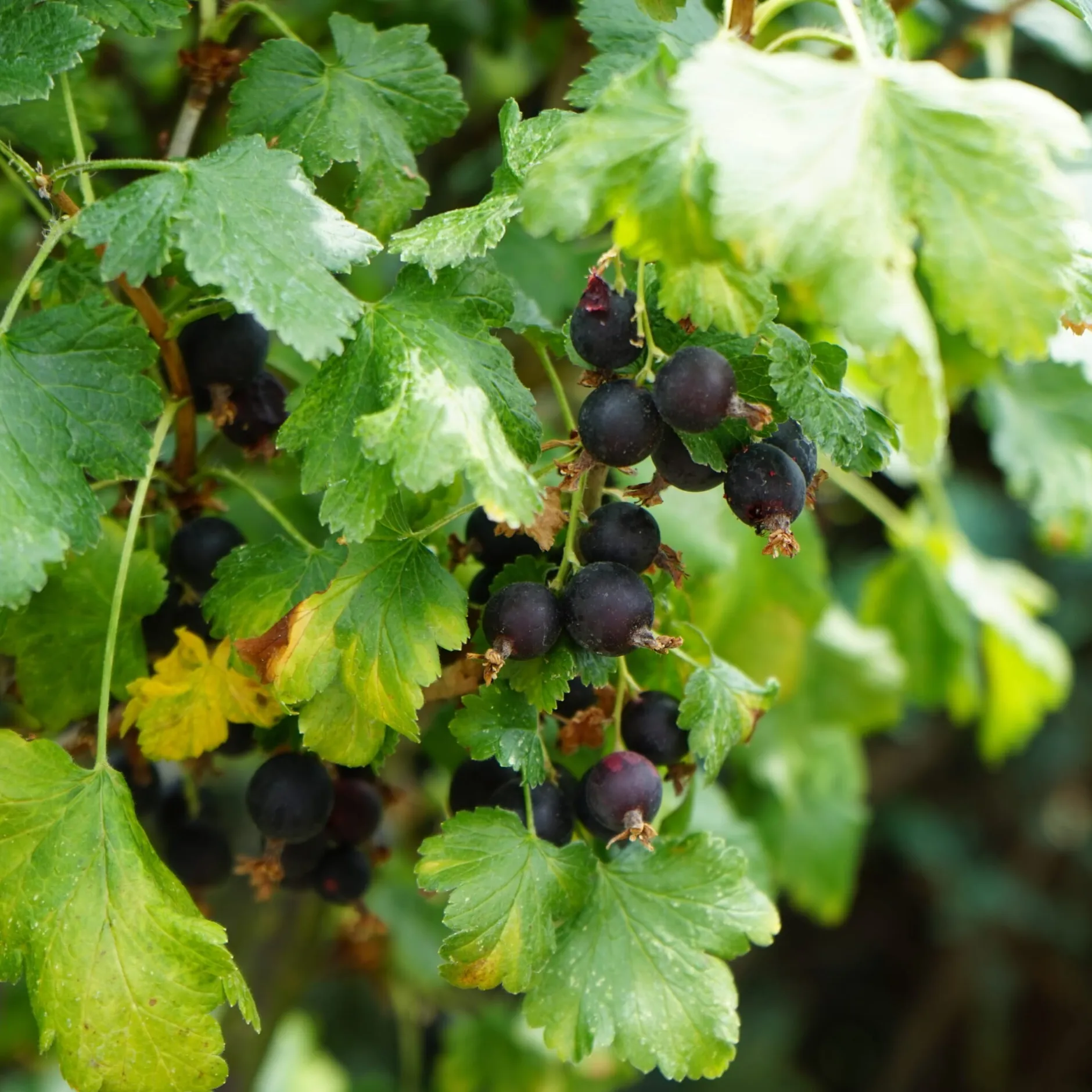 Martin Müller Baumschulen Beerenstrauch Jostabeere Online