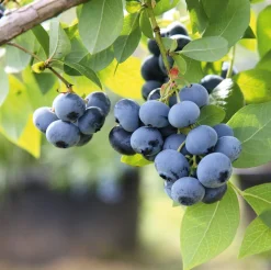 Martin Müller Baumschulen Beerenstrauch Kulturheidelbeere 'Chandler' Online