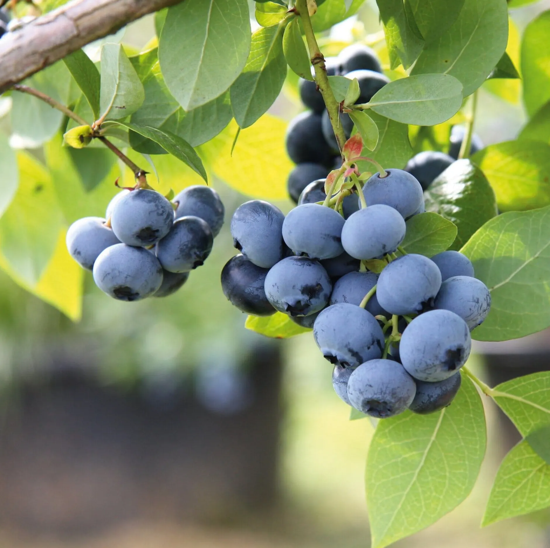 Martin Müller Baumschulen Beerenstrauch Kulturheidelbeere 'Chandler' Online