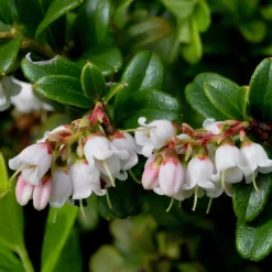 Martin Müller Baumschulen Beerenstrauch Preiselbeere ’Red Pearl‘ Hot