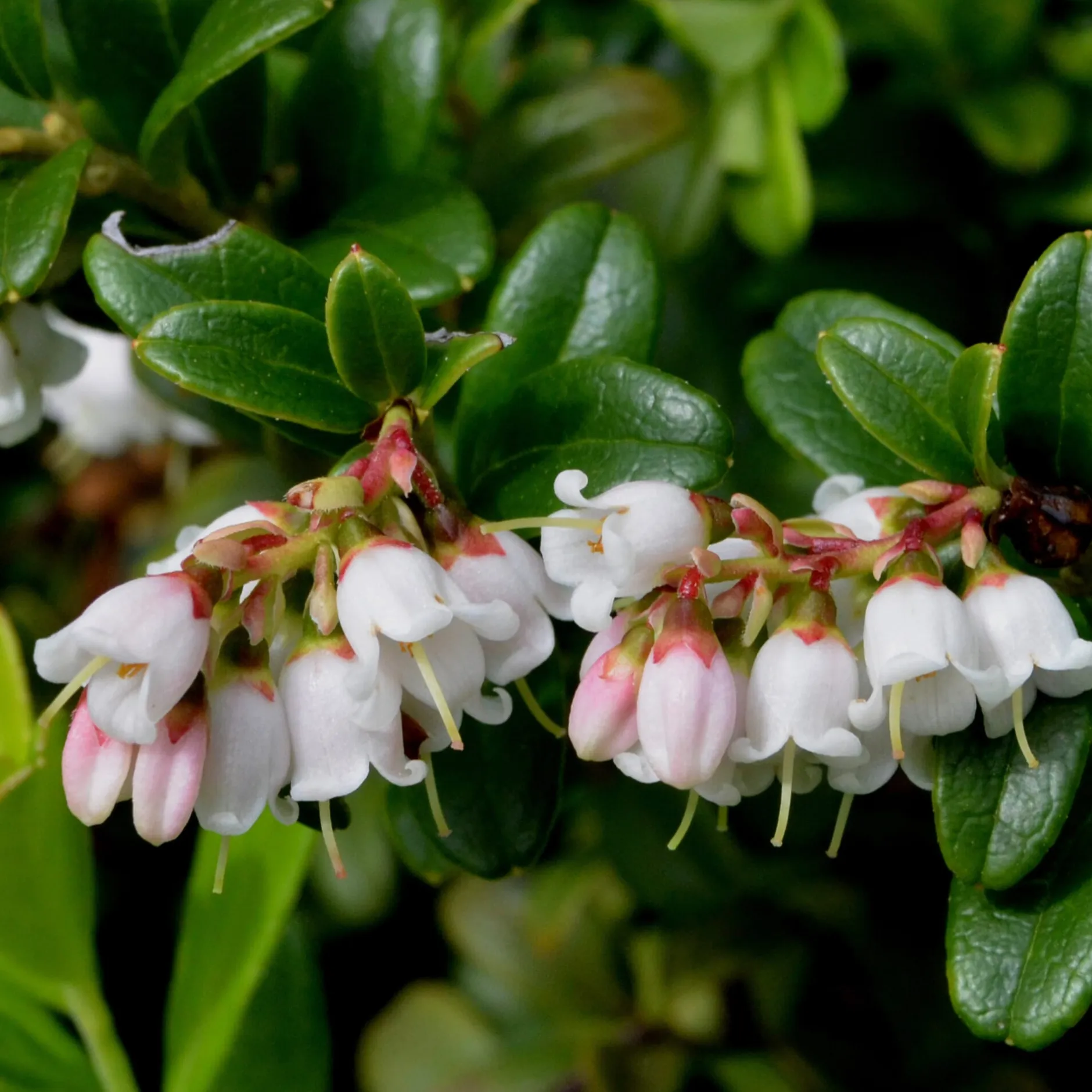 Martin Müller Baumschulen Beerenstrauch Preiselbeere ’Red Pearl‘ Hot
