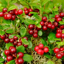 Martin Müller Baumschulen Beerenstrauch Preiselbeere ’Red Pearl‘ Hot
