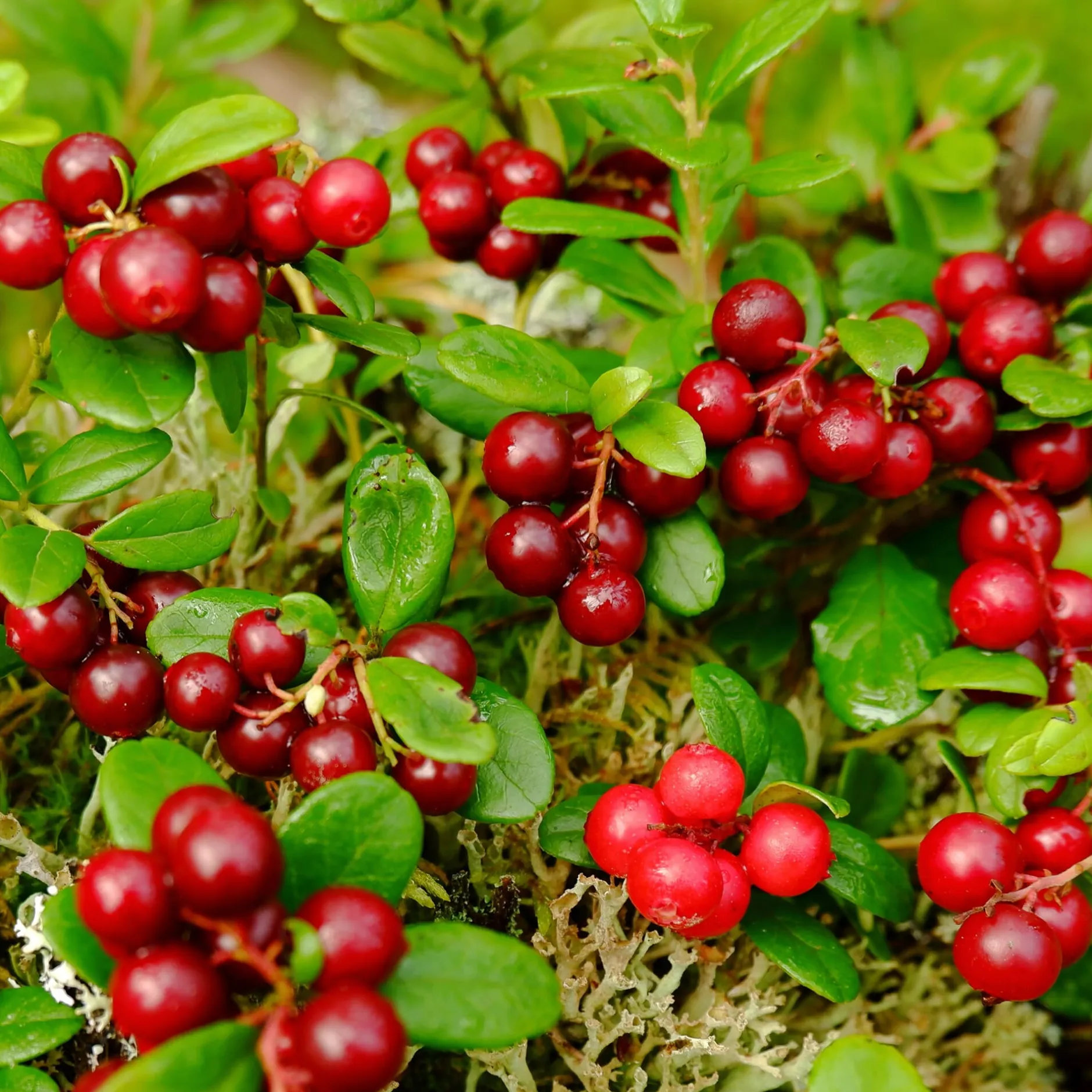 Martin Müller Baumschulen Beerenstrauch Preiselbeere ’Red Pearl‘ Hot