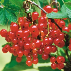 Martin Müller Baumschulen Beerenstrauch Rote Johannisbeere 'Roter See' Best