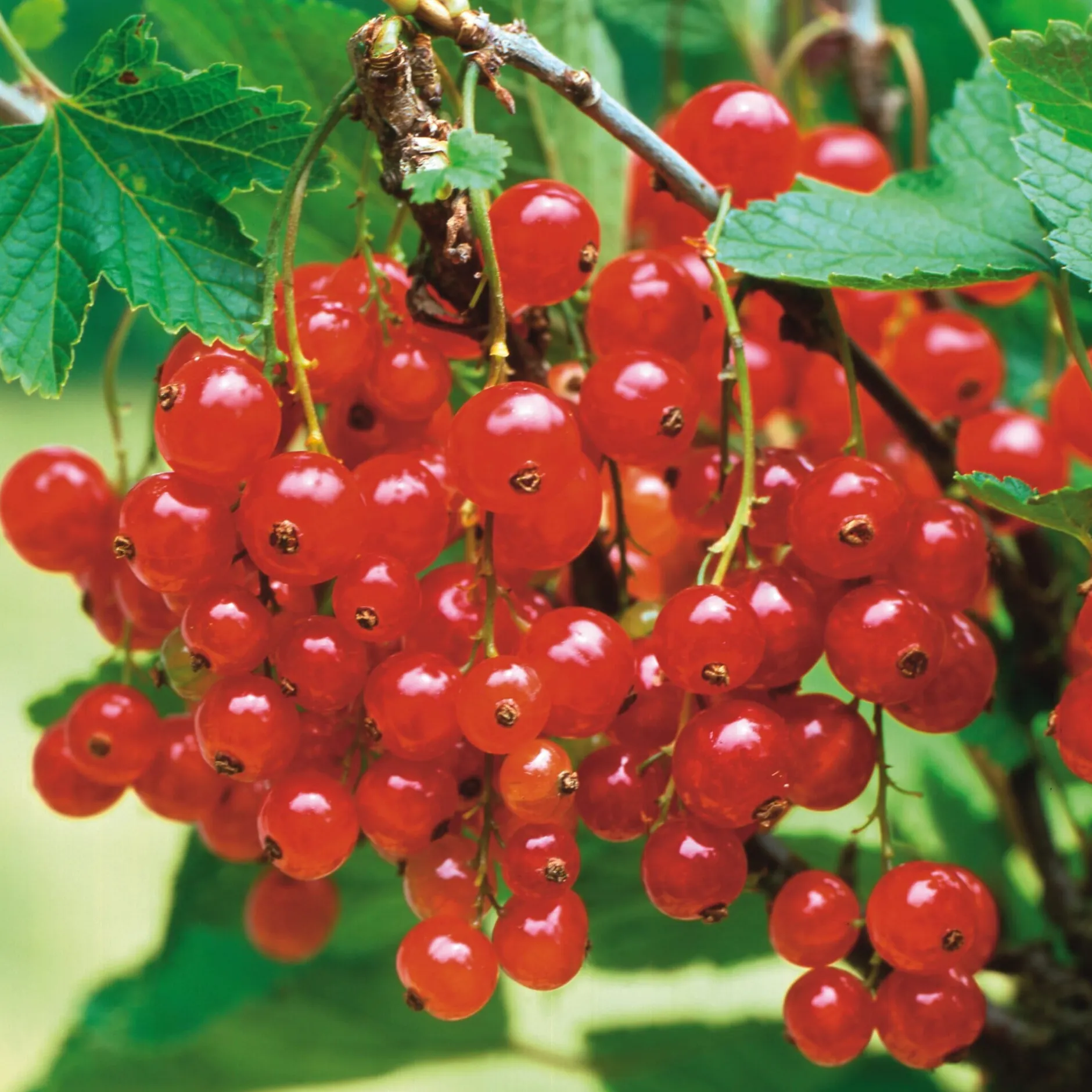 Martin Müller Baumschulen Beerenstrauch Rote Johannisbeere 'Roter See' Best