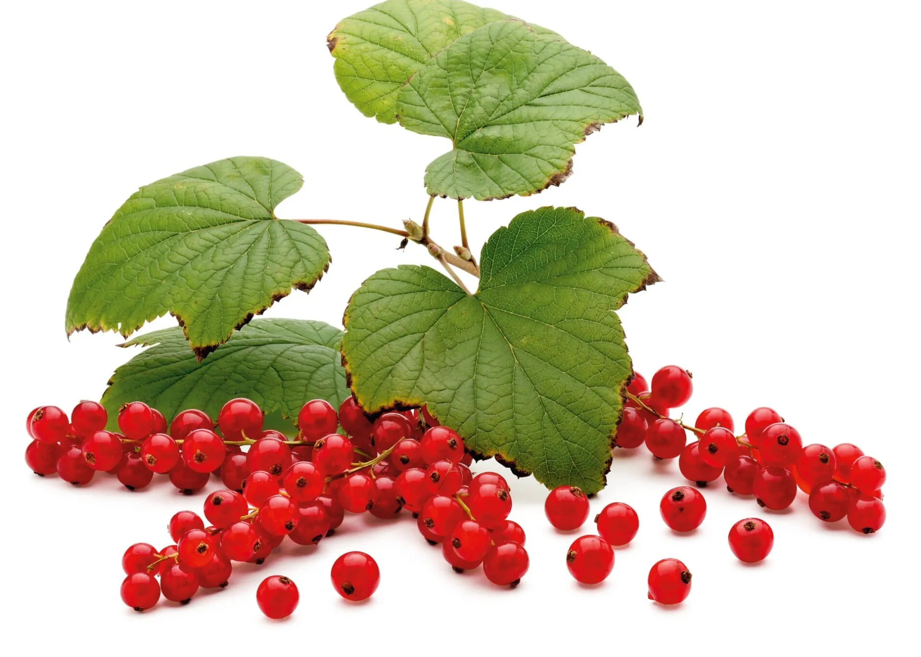 Martin Müller Baumschulen Beerenstrauch Rote Johannisbeere 'Roter See' Best