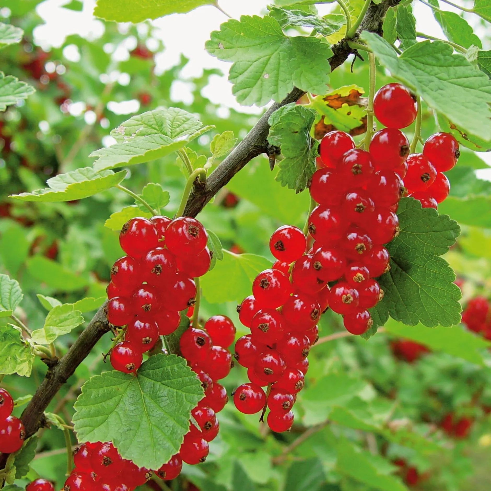 Martin Müller Baumschulen Beerenstrauch Rote Johannisbeere 'Roter See' Best