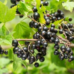 Martin Müller Baumschulen Beerenstrauch Schwarze Johannisbeere 'Hedda' Discount