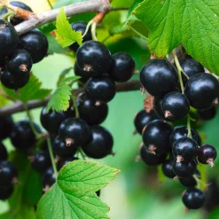 Martin Müller Baumschulen Beerenstrauch Schwarze Johannisbeere 'Noir de Bourgogne' Discount