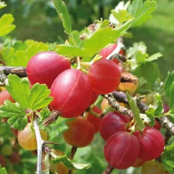 Martin Müller Baumschulen Beerenstrauch Stachelbeere 'Captivator' New