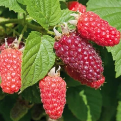 Martin Müller Baumschulen Beerenstrauch Taybeere 'Buckingham' Hot