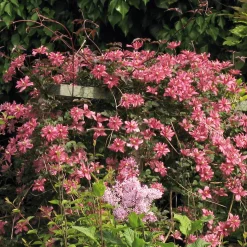 Martin Müller Baumschulen Bergwaldrebe 'Broughton Star' Sale