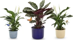 Royal Goedewaagen Übertopf Heritage kobaltblau Best