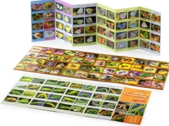 Quelle ＆ Meyer Verlag Bestimmungskarten Insekten (3 Stück)