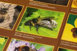 Quelle ＆ Meyer Verlag Bestimmungskarten Insekten (3 Stück)