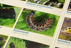 Quelle ＆ Meyer Verlag Bestimmungskarten Insekten (3 Stück)