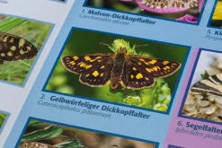 Quelle ＆ Meyer Verlag Bestimmungskarten Insekten (3 Stück)