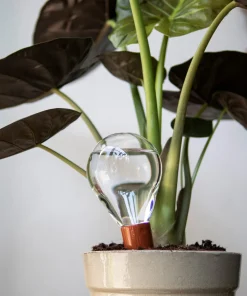 House of Thol Bewässerungskugel für Topfpflanzen Online