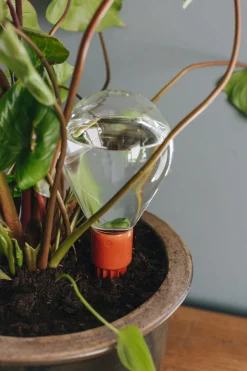 House of Thol Bewässerungskugel für Topfpflanzen Online