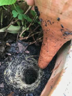 Karl Louis Lehmann Bewässerungstopf zum Stecken New