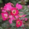 Rosenhof Schultheis Bienenrose 'Bee Lovely'