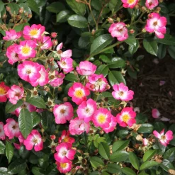 Rosenhof Schultheis Bienenrose 'Bee Lovely'