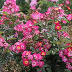 Rosenhof Schultheis Bienenrose 'Bee Lovely'