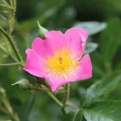 Rosenhof Schultheis Bienenrose Japanische Wildrose