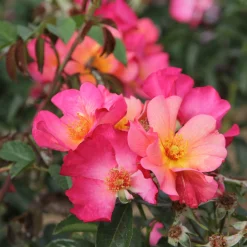 Rosenhof Schultheis Bienenrose ’Pretty Sunrise‘® Hot