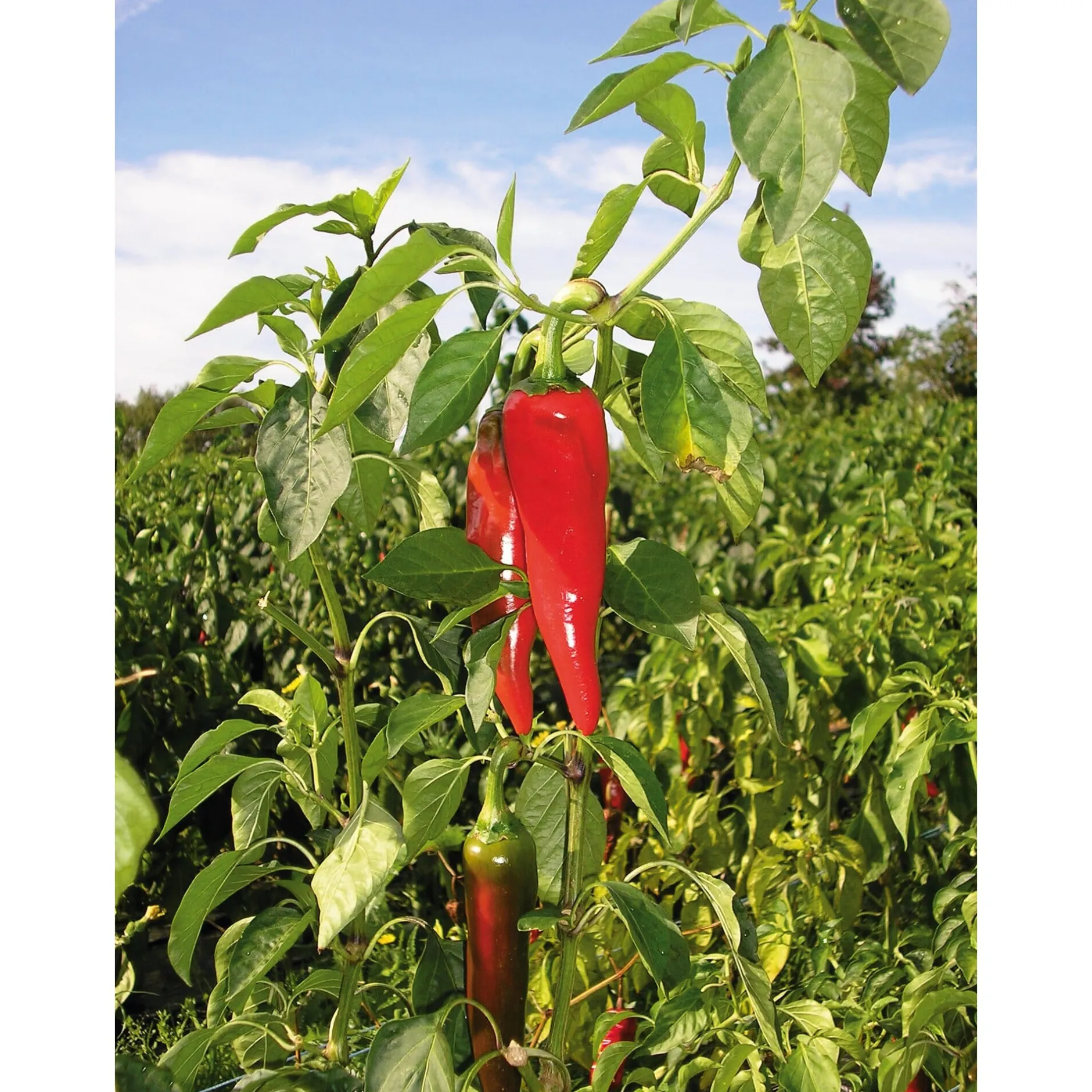 GP Pays Basque Bio-Piment d’Espelette Outlet