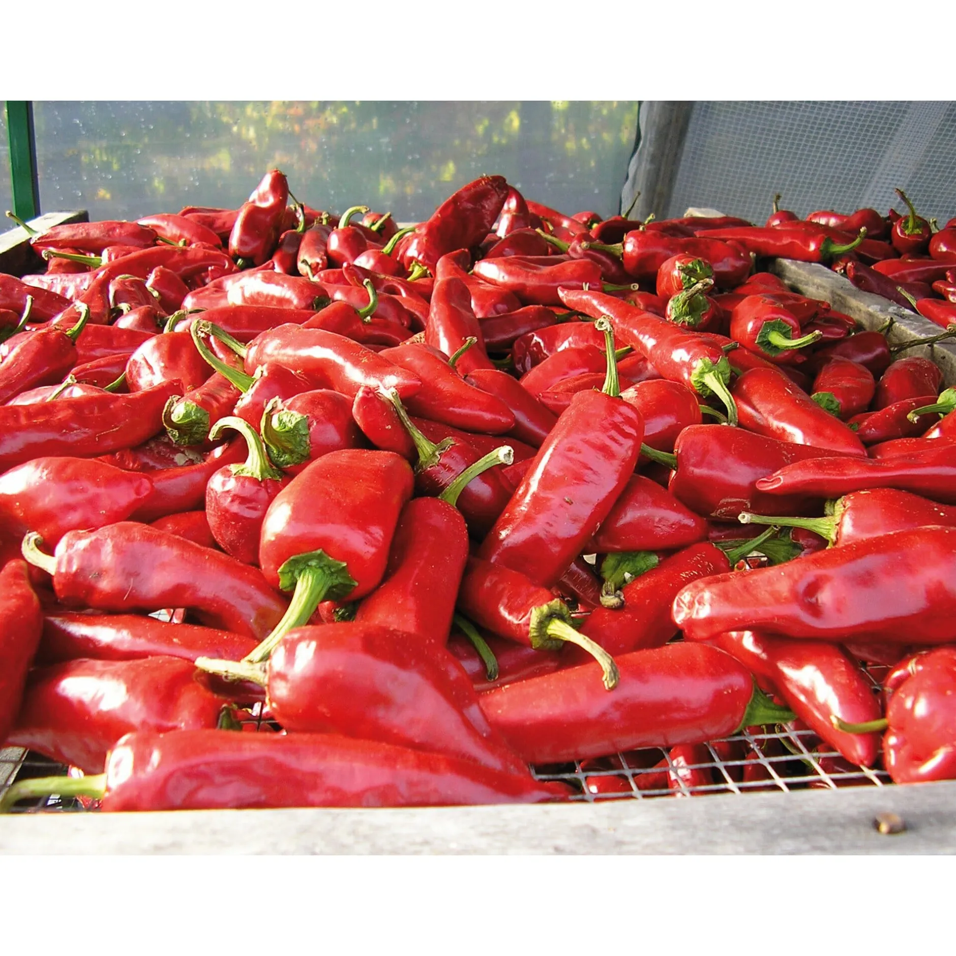 GP Pays Basque Bio-Piment d’Espelette Outlet