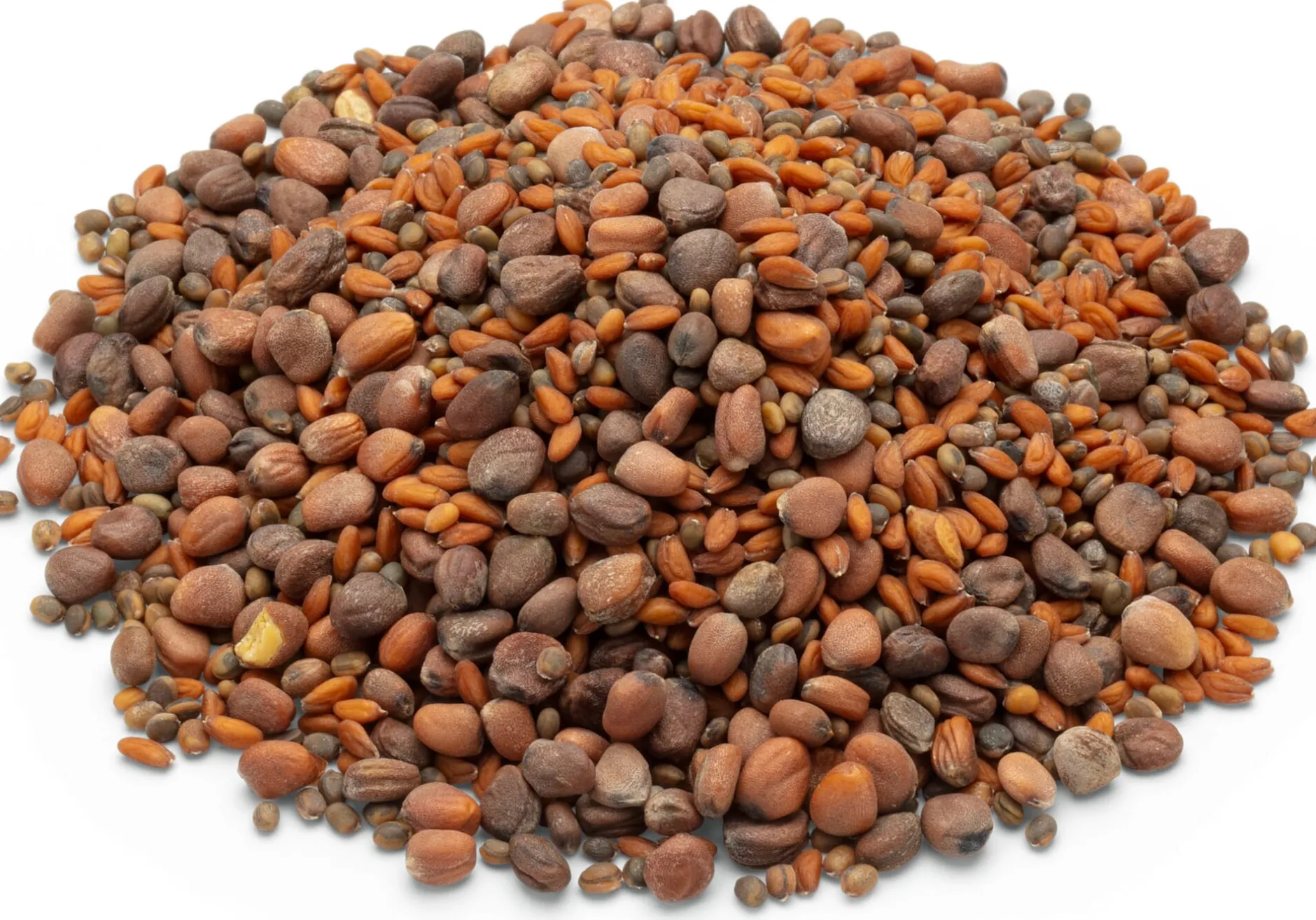 Samen-Fetzer Bio-Saatgut Microgreens Hot